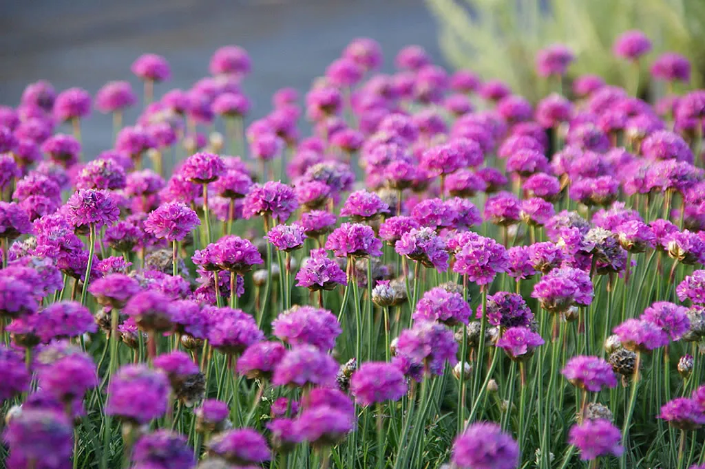 Die Staudenpalette – Armeria maritima Düsseldorfer Stolz als winterharte, pinke Grasnelke