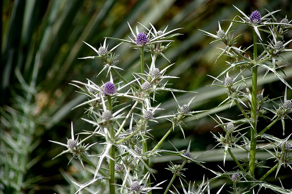 Die Staudenpalette – Eryngium variifolium Miss Marple als markante winterharte Edeldistel