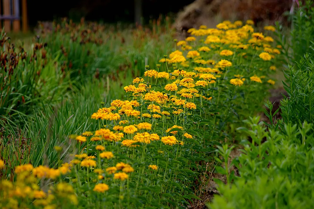 Die Staudenpalette – Heliopsis als sonnenliebende und winterharte Staude