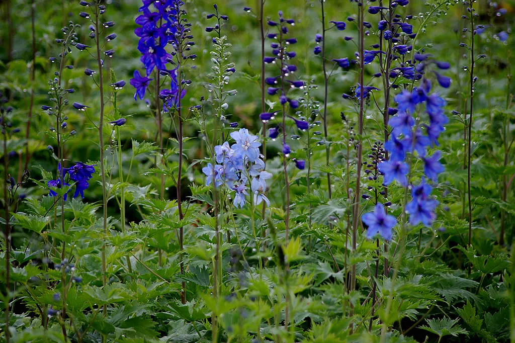 Gärtnerei Staudenpalette – Vitale Delphinium Mutterpflanzen zur Vermehrung unserer winterharten Rittersporne