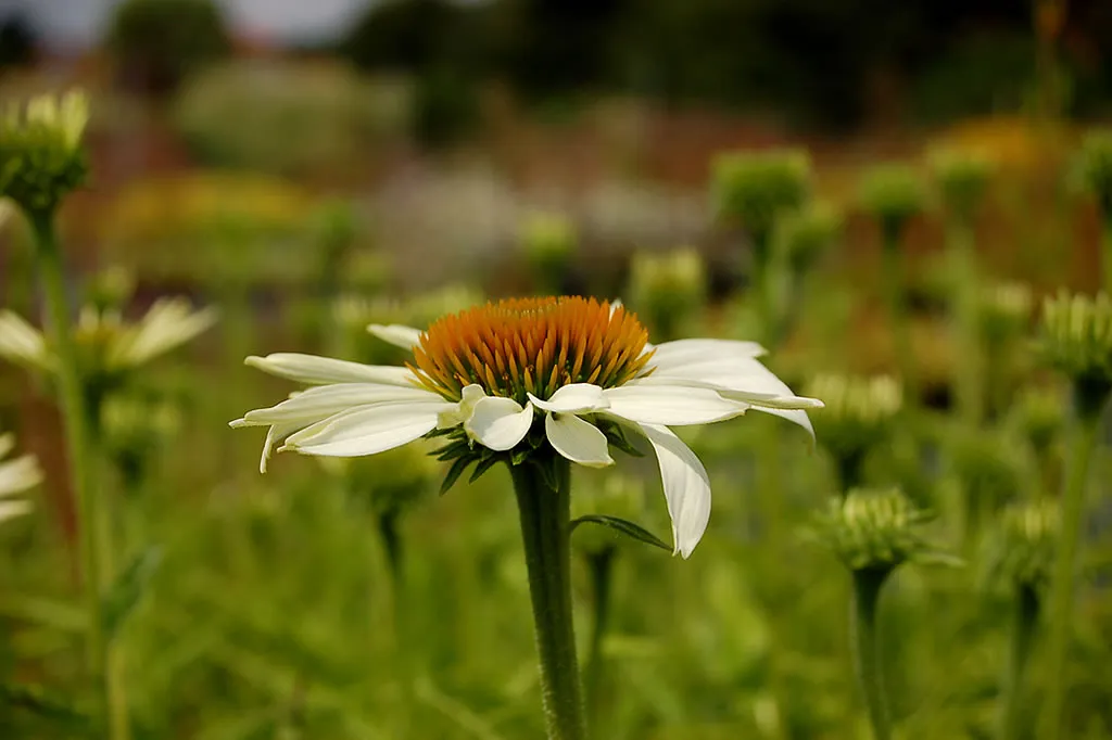Die Staudenpalette – Echinacea purpurea PowWow White als weißer winterharter Sonnenhut