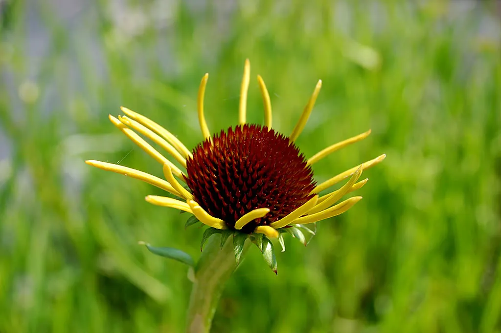 Die Staudenpalette – Echinacea paradoxa im Freiland als robuster winterharter Scheinsonnenhut