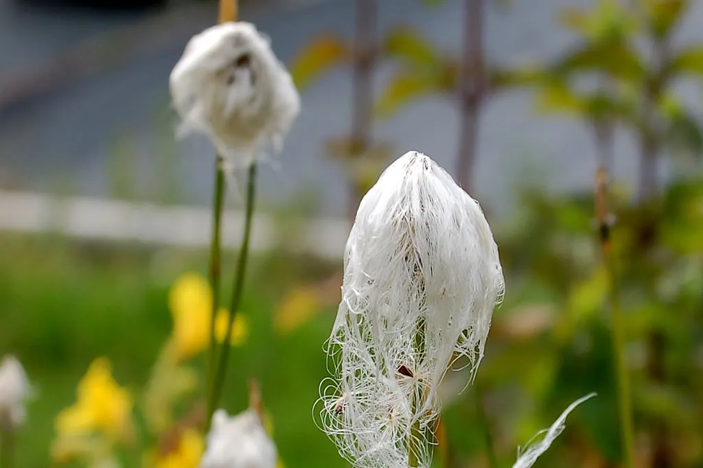Die Staudenpalette – Eriophorum vaginatum als winterharte Wollgras-Strukturpflanze