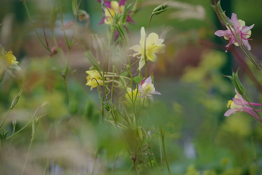 Die Staudenpalette – Bodendeckende winterharte Stauden für pflegeleichte Gartenflächen