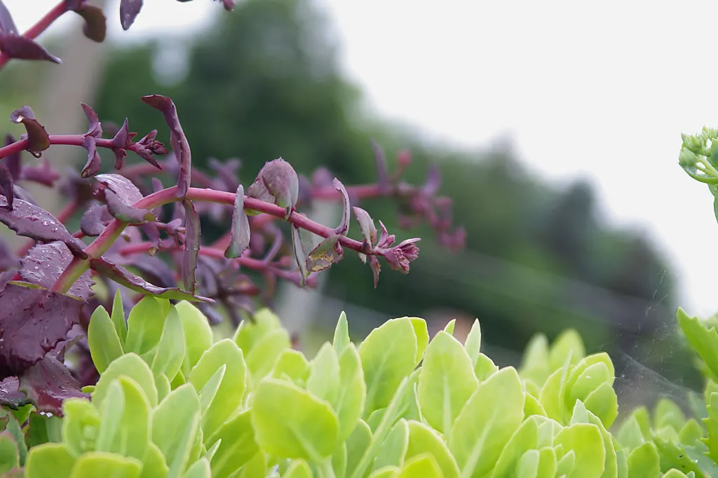 Gärtnerei Staudenkulturen – Blüten-Highlights unserer Freiland-winterharten Stauden