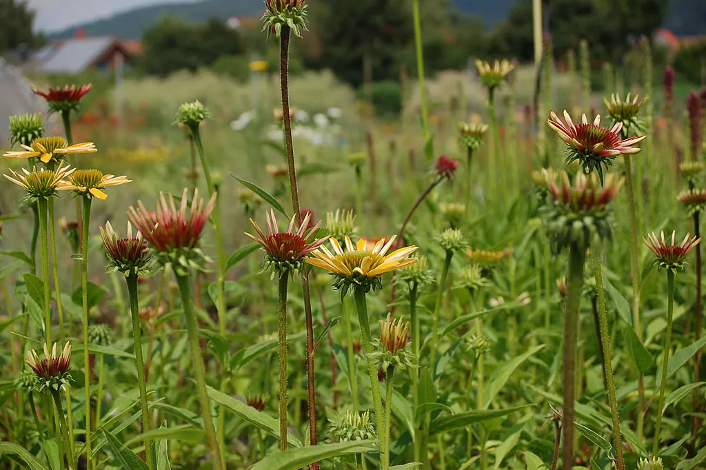 Die Staudenpalette – Echinacea purpurea Cheyenne Spirit als farbenprächtiger winterharter Sonnenhut