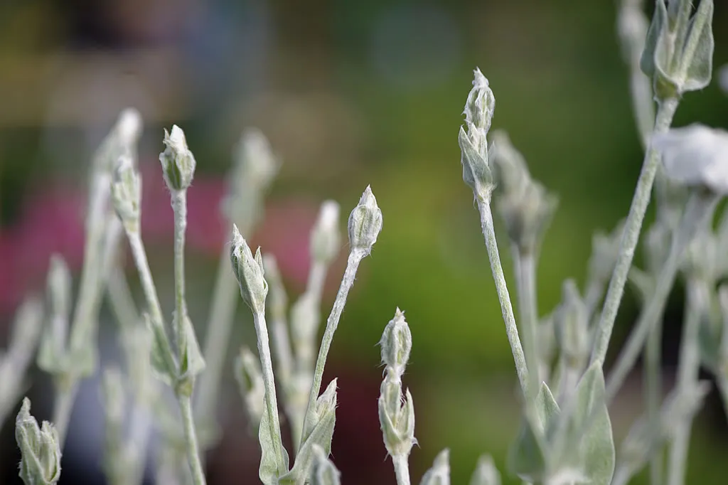 Gärtnerei Staudenkulturen – Reiche Nachblüte unserer remontierenden winterharten Stauden