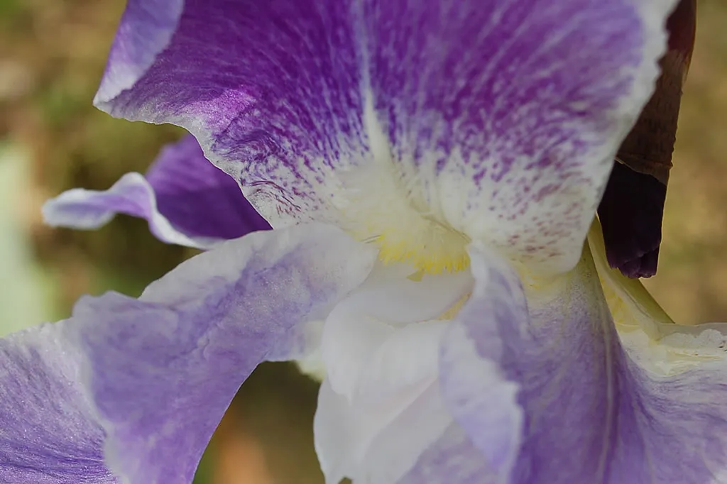 Die Staudenpalette – Iris barbata-elatior Havelland als prachtvolle winterharte Hohen-Bartiris