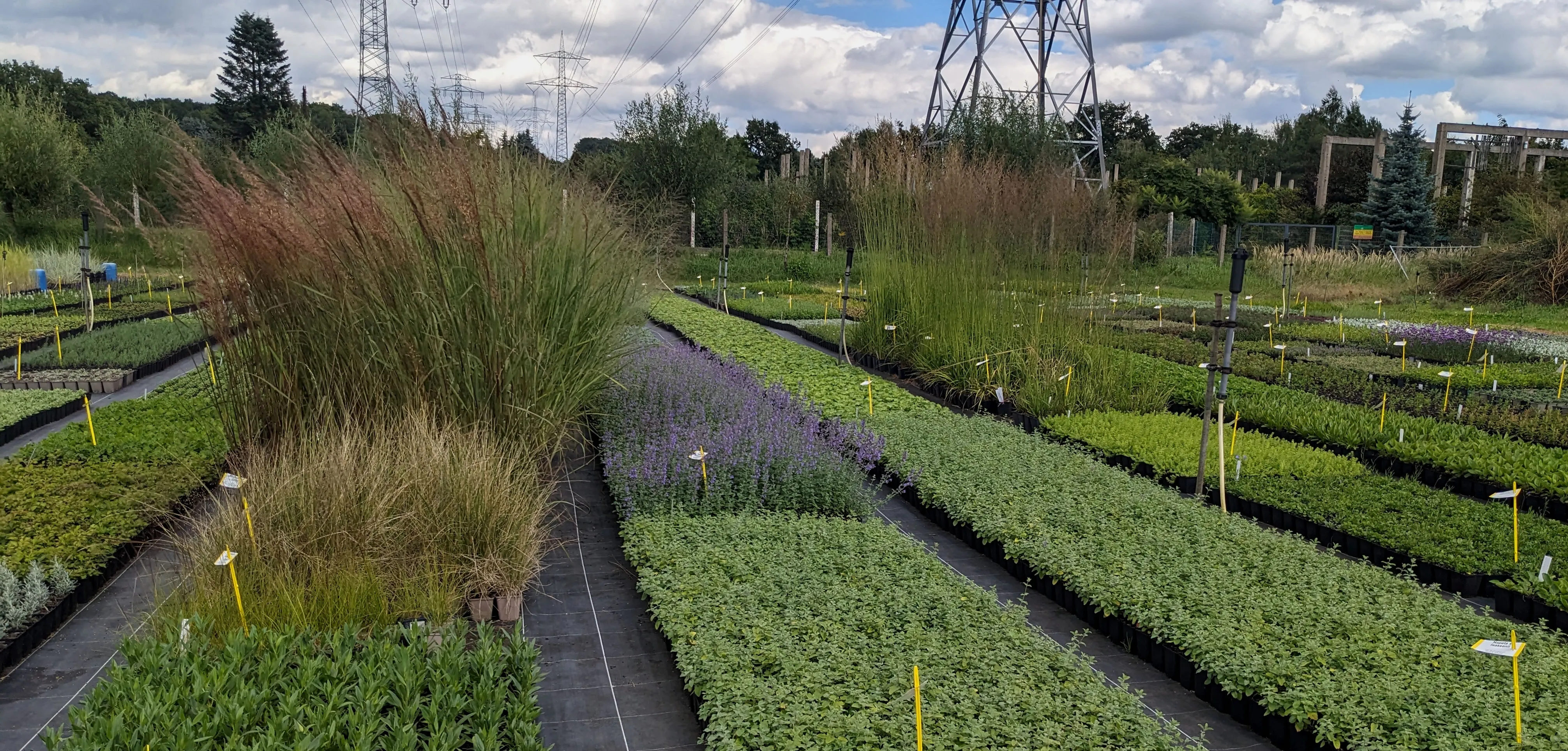 Die Staudenpalette – Bienenfreundliche winterharte Stauden mit langanhaltender Sommerblüte