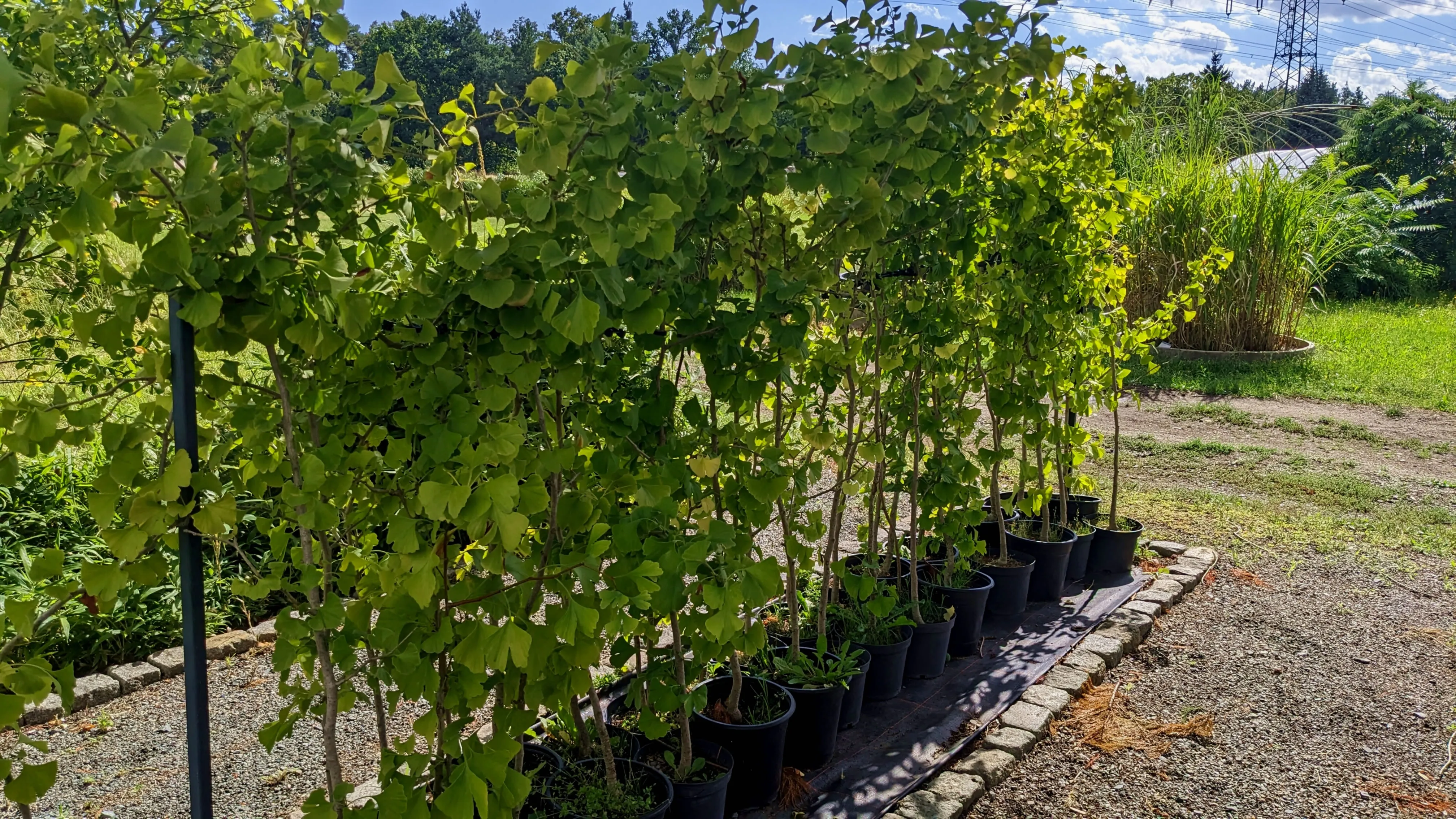 Gärtnerei Staudenpalette – Naturnahe Gartengestaltung durch vitale winterharte Stauden