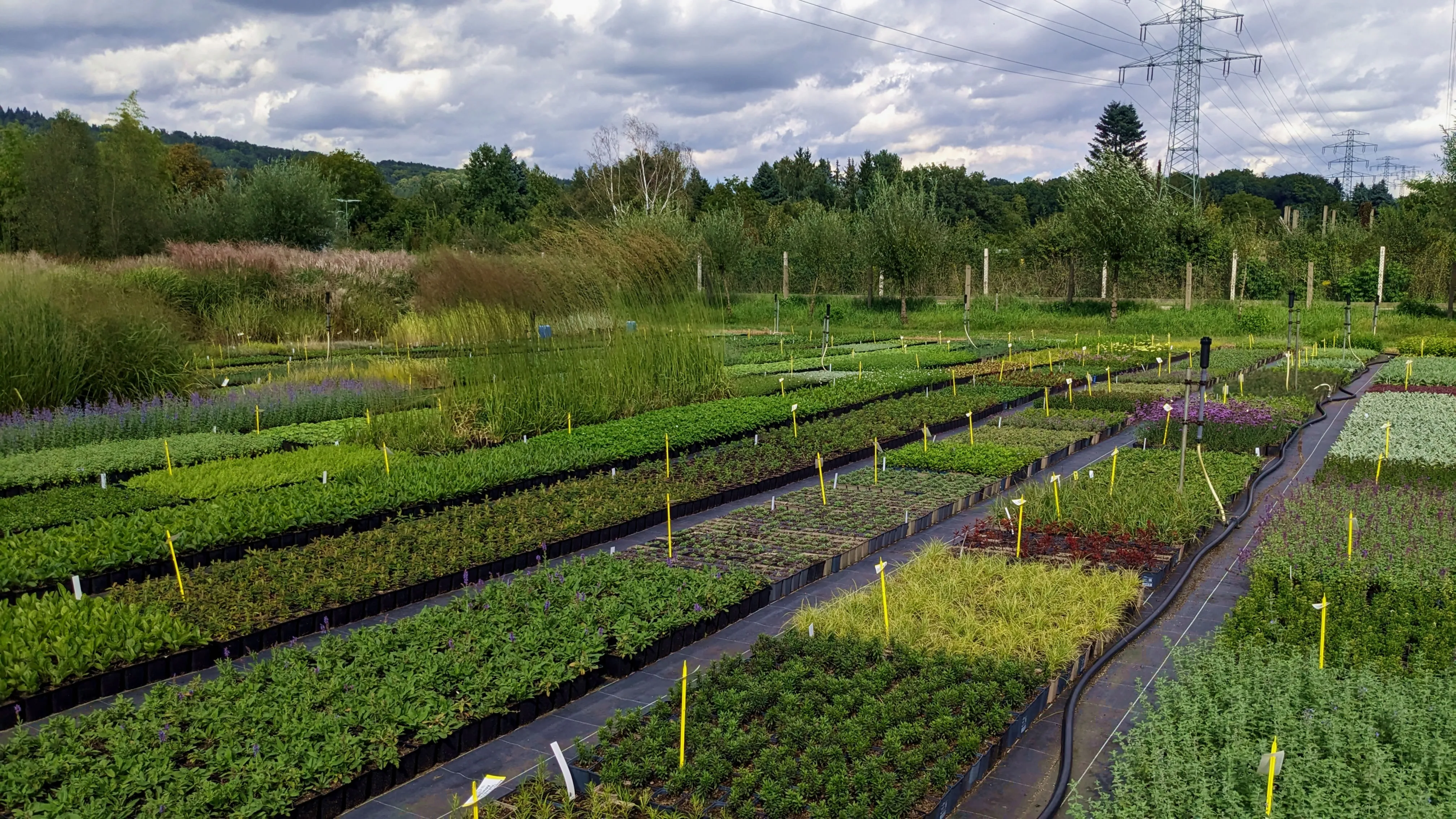 Die Staudenpalette – Sommerlicher Blütenflor winterharter Stauden im Freiland